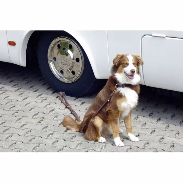 Dog-Sitter